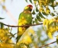 /album/lori-zihany-varied-lorikeet/lori-zihany-1-jpg/